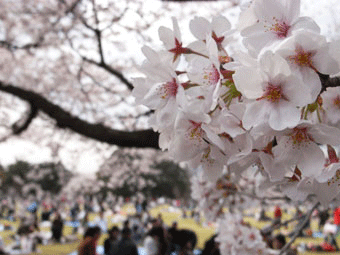 桜・花見