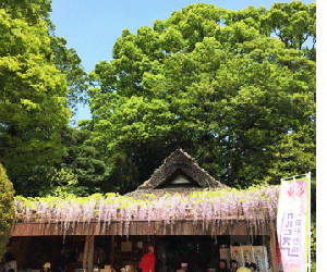 茶店の藤棚