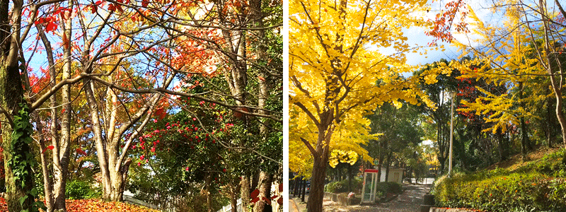 紅葉