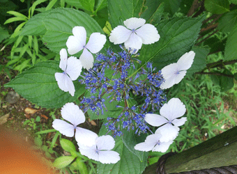 紫陽花いろいろ