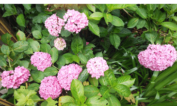 紫陽花